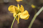 Horned bladderwort